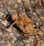 Chihuahua Lubber Grasshopper
