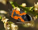 Milkweed Bug