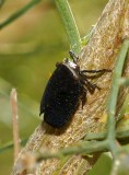 Fulgorid Planthopper