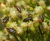 Pigweed Flea Beetles