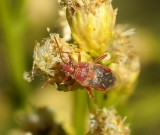 DSC04947r.jpg