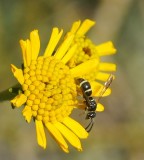Potter Wasp