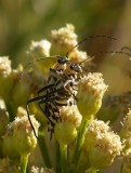 DSC04966r.jpg