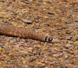 A Very Very Dangerous Snake