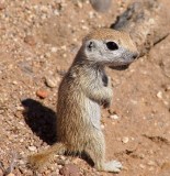 Baby Round-tail Ground Squirrel