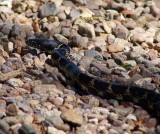Desert King Snake