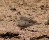 Morning Doves