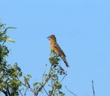 Blue Grosbeak-Female