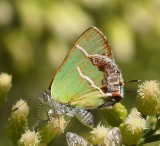 Silver-banded Hairstreak