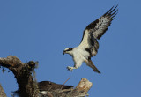 Osprey