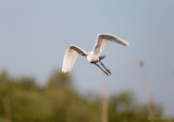 Kleine Zilverreiger C1DX_02710.jpg