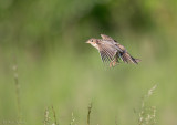 Veldleeuwerik C1DX_03488.jpg