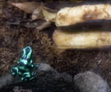 green/black dart frog