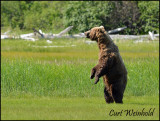 Standing bear