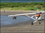 Bear plane