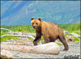 Beach Bear 