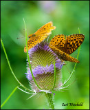 Frittliery on Teasel