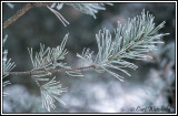 Silvered Red Pine