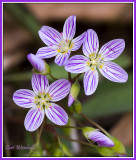 Spring Beauties