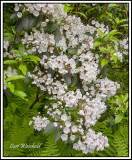 Mountain Laurel 