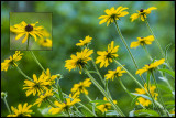 Blackeyed Susans collage
