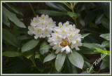 Rhododendron Blooms