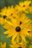 Blackeyed Susans