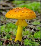 Amanita muscaria 