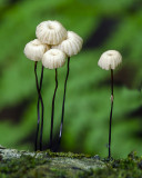 Marasmius rotula