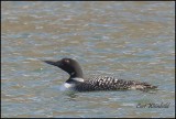 Common Loon