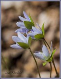 Hepatica.