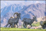 Desert Sheep at Arizona-Nevada border