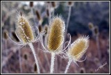 Teasel