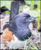 Rufus sided Towhee