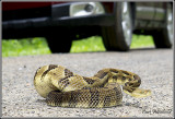 Yellow-phase Timber Rattler