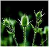 Teasel