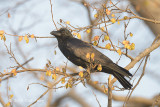 Crow, Large-billed @ Corbett