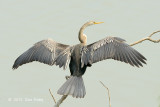 Darter, Oriental @ Kaziranga