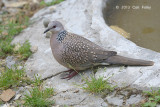 Dove, Spotted @ Pangot