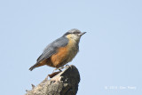 Nuthatch, White-tailed @ Pangot