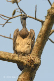 Vulture, Slender-billed @ Kaziranga