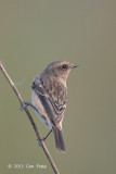 Stonechat, Siberian (female) @ Kaziranga