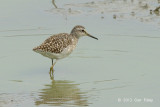 Sandpiper, Wood @ Kaziranga