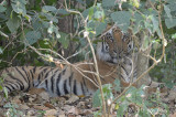 Tiger, Bengal @ Corbett