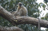 Langur, Capped @ Hoollongapar Gibbon Sanctuary