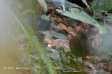 Partridge, Crested (male & female)