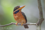 Kingfisher, Rufous-collared (female)