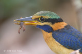 Kingfisher, Rufous-collared (juv male)