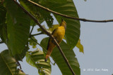 Minivet, Fiery (female)