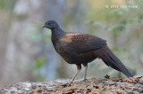 Pheasant, Mountain Peacock (juvenile)